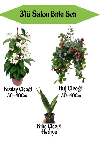 Kızılay Çiçeği+ Ruj Çiçeği+ Hediyelik Kılıç Bitkisi