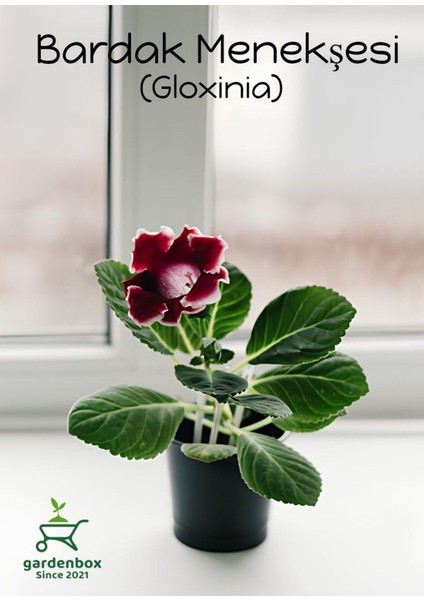 Gloxinia Kırmızı-Beyaz Bardak Menekşesi 1 Adet Saksılı 10-15CM
