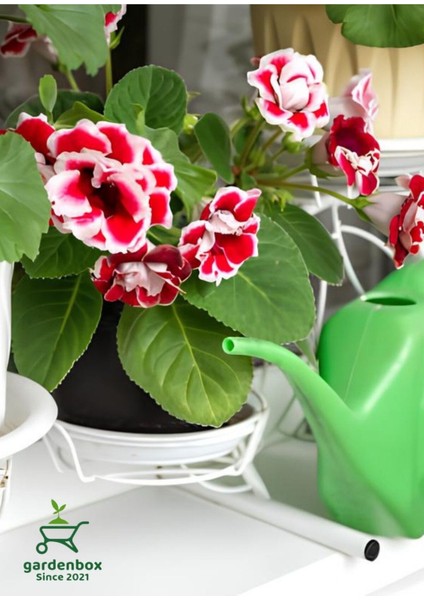 Gloxinia Kırmızı-Beyaz Bardak Menekşesi 1 Adet Saksılı 10-15CM