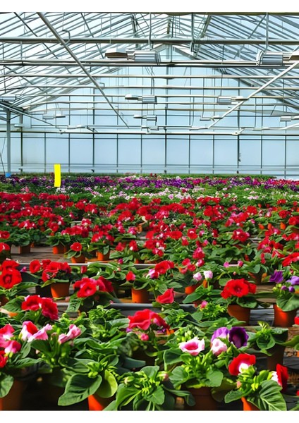 Gloxinia Kırmızı-Beyaz Bardak Menekşesi 1 Adet Saksılı 10-15CM