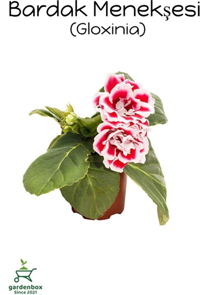 Kırmızı-Beyaz Renk Bardak Menekşesi 1 Adet Saksılı 10-15CM Balkon Çiçeği