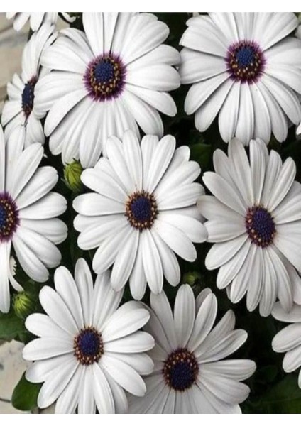 Videolu Beyaz Renkli 1 Adet Bodrum Papatyası Fidesi 20-60 cm Saksılı (Bodrum Daisy)