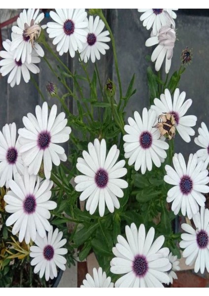 Videolu Beyaz Renkli 1 Adet Bodrum Papatyası Fidesi 20-60 cm Saksılı (Bodrum Daisy) fırsatları