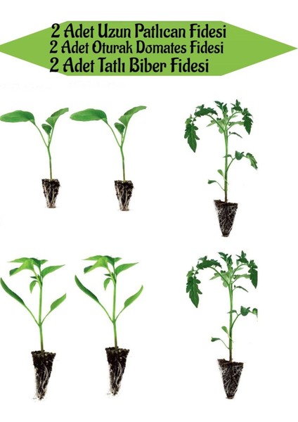 2 Adet Uzun Patlıcan Fidanı+2 Adet Sarı Tatlı Biber+2 Adet Oturak Domates Fidanı