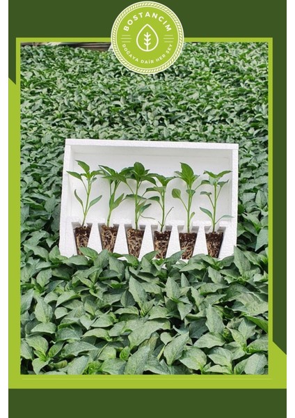 Samandağ Biber Fidesi (6'lı Ambalaj) Bol Verimli