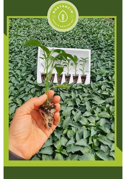 Samandağ Biber Fidesi (6'lı Ambalaj) Bol Verimli fiyatları