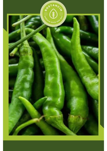 Samandağ Biber Fidesi (6'lı Ambalaj) Bol Verimli modelleri