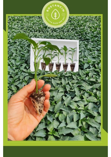 Samandağ Biber Fidesi (6'lı Ambalaj) Bol Verimli fırsatları