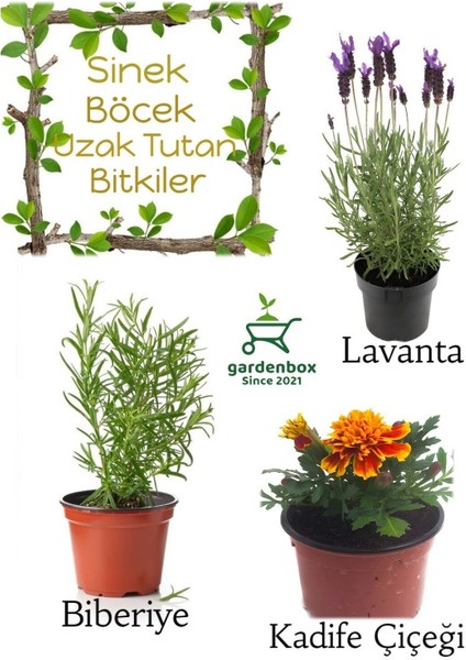 Sinek Böcek Kovucu Bitki Seti Lavanta+Biberiye+Çıtır Kadife Çiçeği 10-20 cm Boylarında