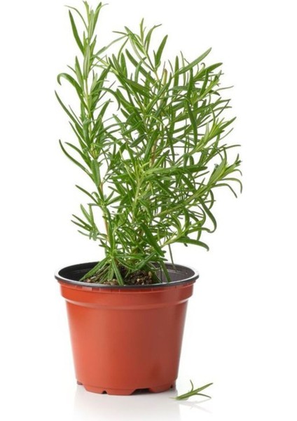 Sinek Böcek Kovucu Bitki Seti Lavanta+Biberiye+Çıtır Kadife Çiçeği 10-20 cm Boylarında modelleri
