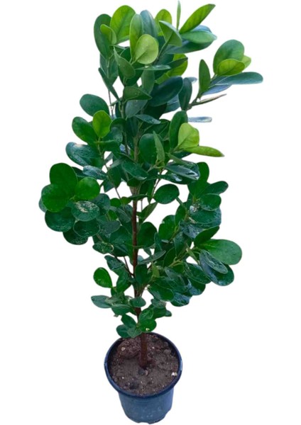 Saksıda Natal Eriği Fidanı Dolgun 1metre fiyatları