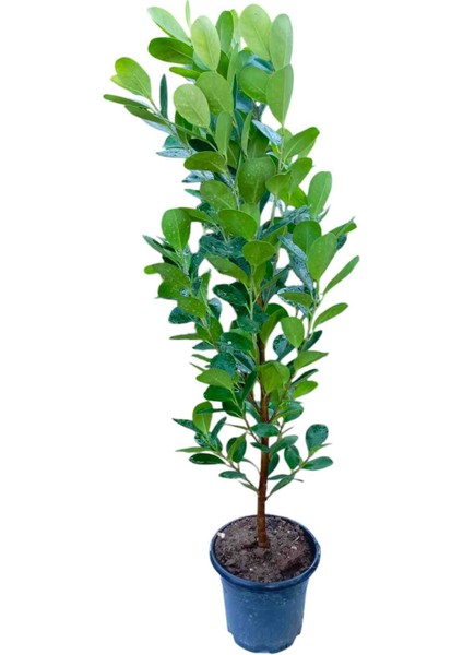 Saksıda Natal Eriği Fidanı Dolgun 1metre modelleri