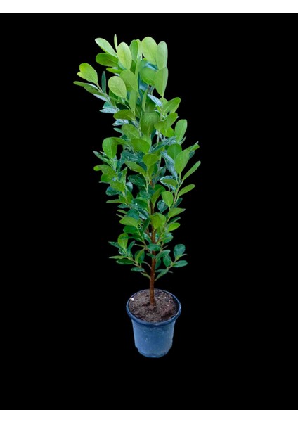 Saksıda Natal Eriği Fidanı Dolgun 1metre fırsatları