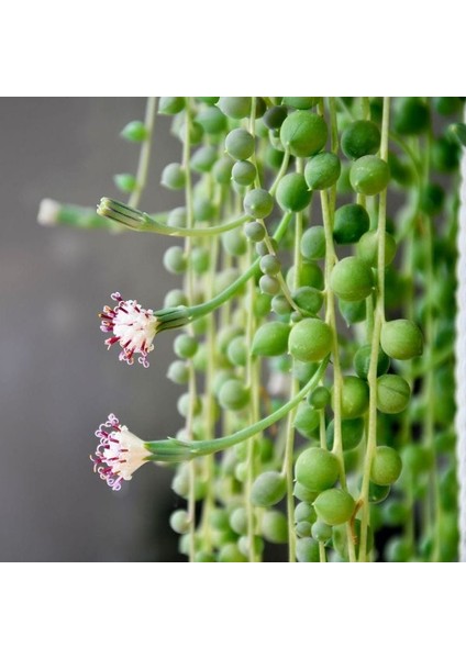 Tesbih Çiçeği / İnci Tanesi / Senecio Rowleyanus / Askılı Saksıda / 20-40 cm