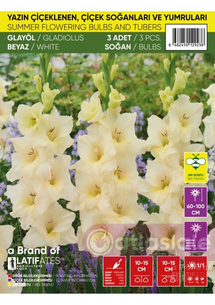3 Adet Glayöl Soğanı - Beyaz Renk