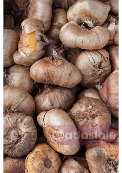 3 Adet Glayöl Soğanı - Beyaz Renk fiyatları