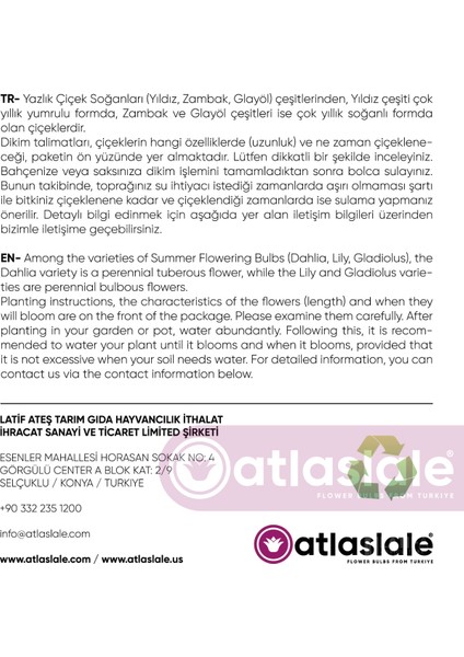 3 Adet Glayöl Soğanı - Beyaz Renk modelleri