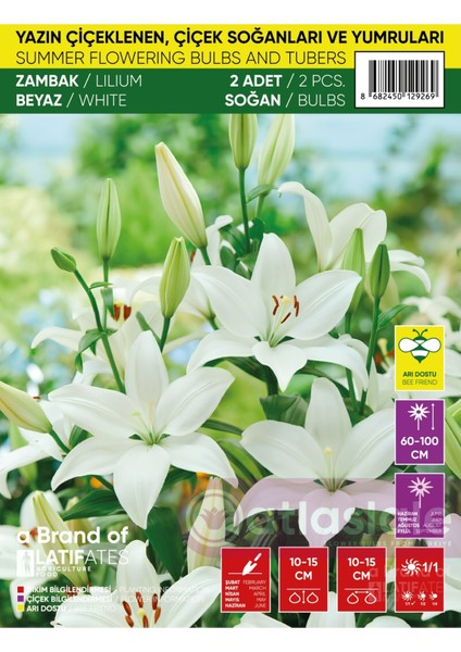 2 Adet Zambak Soğanı - Beyaz Renk