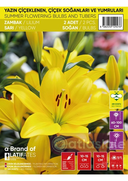 2 Adet Zambak Soğanı - Sarı Renk