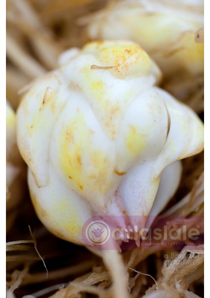 2 Adet Zambak Soğanı - Sarı Renk fiyatları