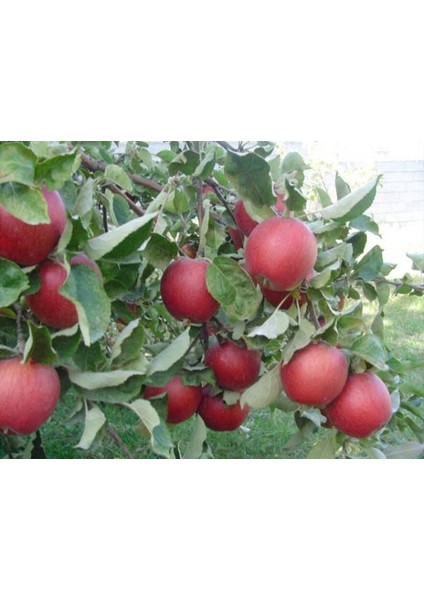 Elma Arapkızı 130-150 cm Tüplü fiyatları