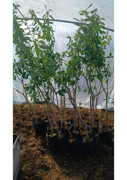 Limon Fidanı fiyatları