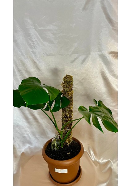 Yosun Bitki Destek Çubuğu 65 cm Boy 6 cm Çap