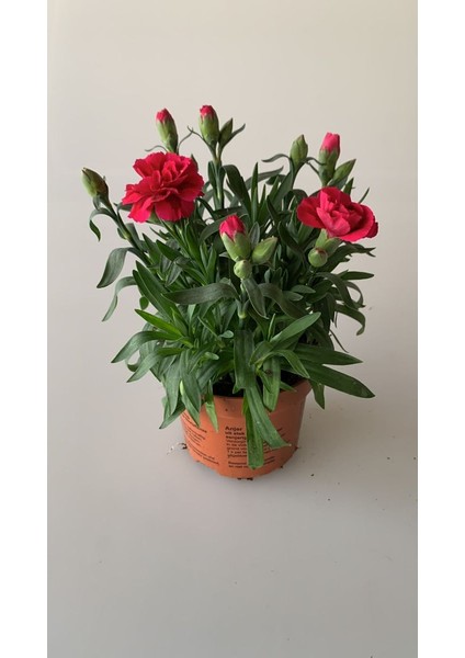 Kırmızı Karanfil Çiçeği Fidanı Saksılı Kokulu 15-30CM