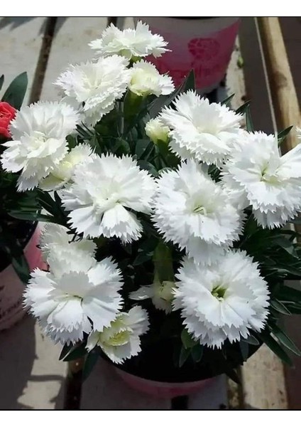 Beyaz Karanfil Çiçeği Fidanı Saksılı Kokulu 15-25CM