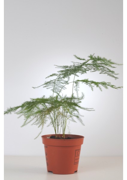Tül Kuşkonmaz Saksıda Asparagus