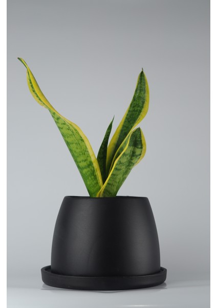 Paşa Kılıcı El Yapımı Seramik Bipot Saksıda Sansevieria Black Gold