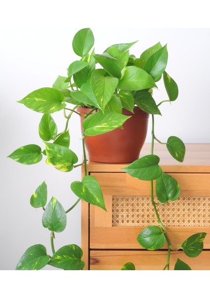 Pothos Sarmaşığı Golden Pothos Üretim Saksılı
