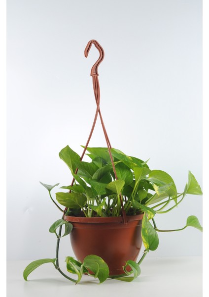 Pothos Sarmaşığı Golden Pothos Üretim Saksılı