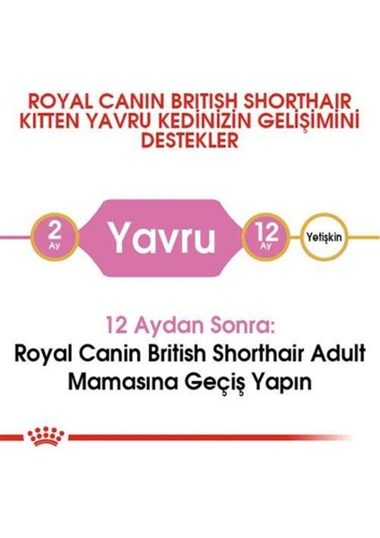 British Shorthair Kitten Yavru Kedi Maması 2 kg