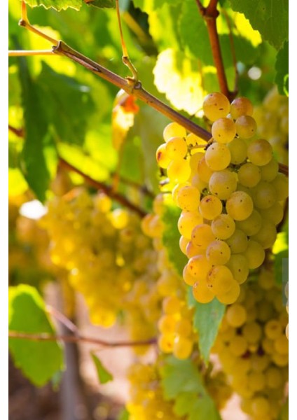 Tüplü Beyaz Bağ Asma Üzüm Fidanı fiyatları