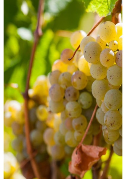 Tüplü Beyaz Bağ Asma Üzüm Fidanı modelleri