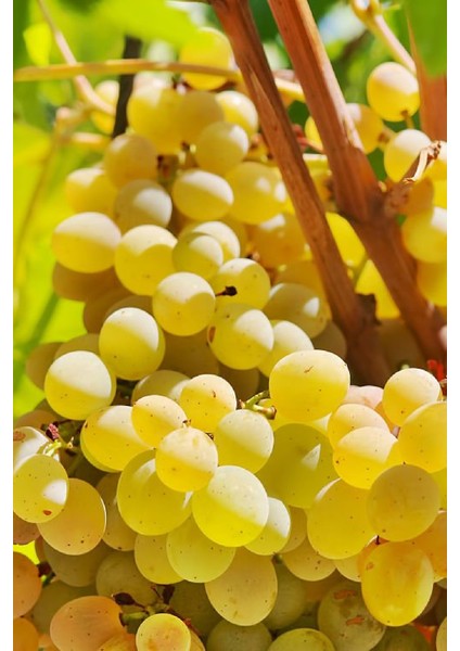 Tüplü Beyaz Bağ Asma Üzüm Fidanı fırsatları