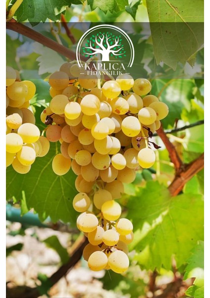 Tüplü Beyaz Bağ Asma Üzüm Fidanı