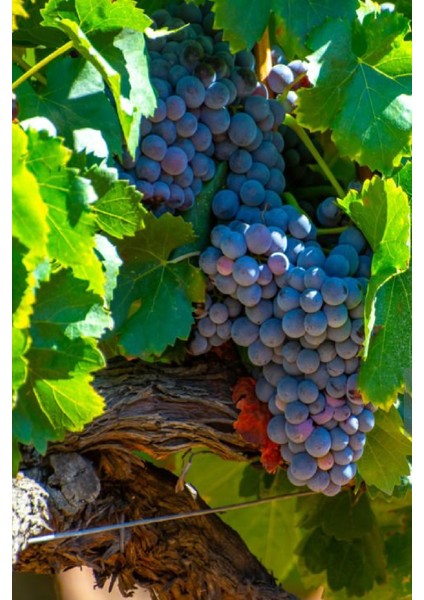 Tüplü Siyah Bağ Asma Üzüm Fidanı fiyatları