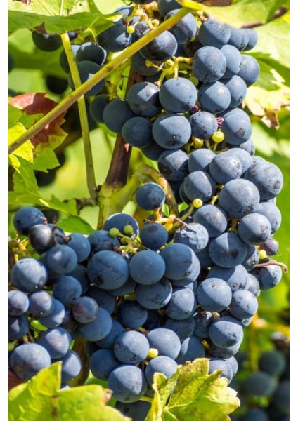 Tüplü Siyah Bağ Asma Üzüm Fidanı modelleri