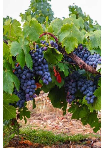 Tüplü Siyah Bağ Asma Üzüm Fidanı fırsatları