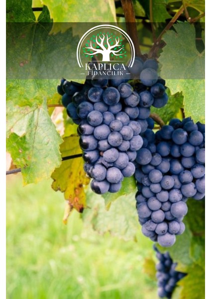 Tüplü Siyah Bağ Asma Üzüm Fidanı