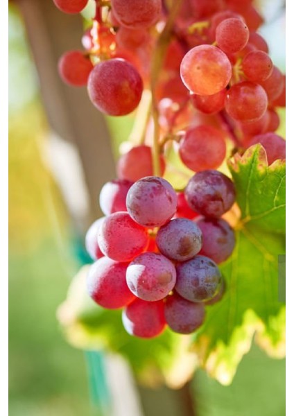 Tüplü Kırmızı Bağ Asma Üzüm Fidanı fiyatları