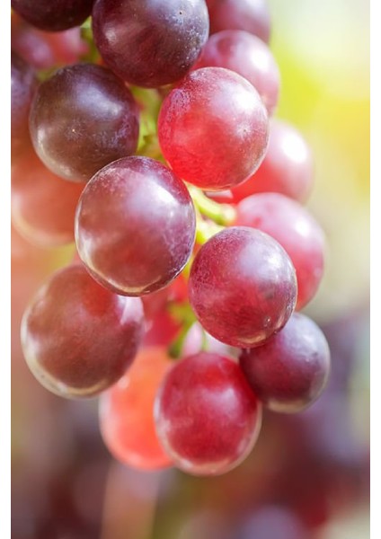 Tüplü Kırmızı Bağ Asma Üzüm Fidanı modelleri