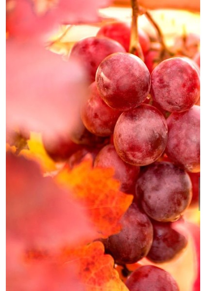 Tüplü Kırmızı Bağ Asma Üzüm Fidanı fırsatları