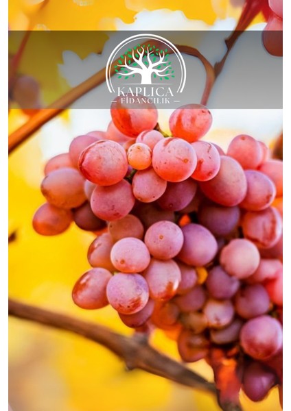 Tüplü Kırmızı Bağ Asma Üzüm Fidanı