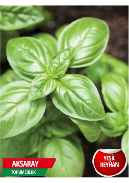 Yeşil Reyhan Tohumu 2 gr Tohum