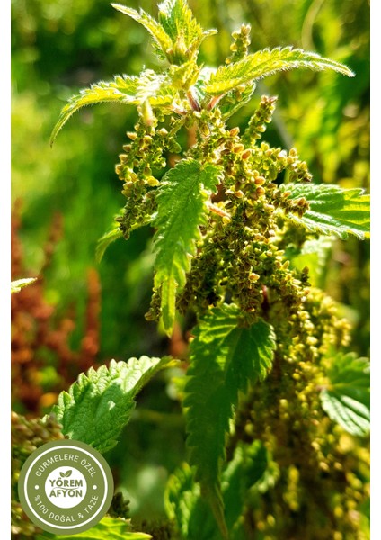 Yörem Afyon Anadolu’nun Dirilik Sırrı Doğal Enerji ve Güzellik Kaynağı Öğütülmüş Isırgan Otu Tohumu Tozu | 40Gr. fiyatları