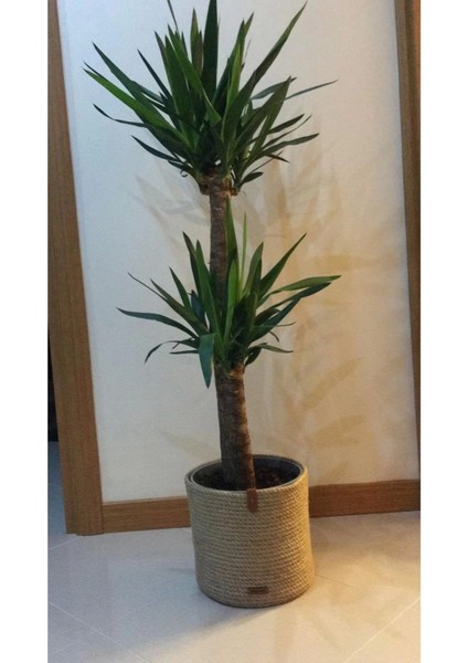 Saksı Altlığı Veya Duzenleyicı Sepet