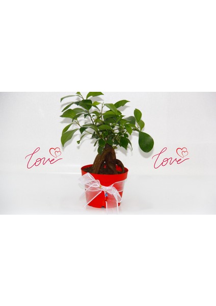 Bonsai Ficus Ginseng - Sevgililer Günü ve Özel Gün Hediyesi